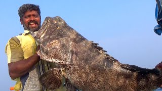 BIGGEST Goliath Grouper fish ever caught [upl. by Rosenwald]