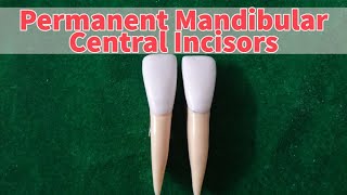 Permanent Mandibular Central Incisor [upl. by Stan94]