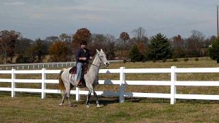 Legacy Plantation pleasure Tennessee Walking Horses [upl. by Atniuq834]