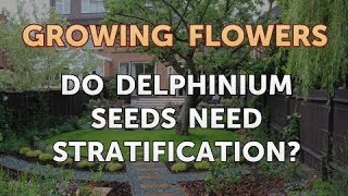 Do Delphinium Seeds Need Stratification [upl. by Imiaj]