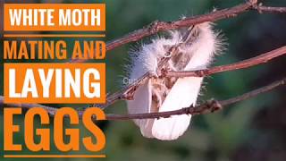 White Moth Mating and Laying Eggs Video [upl. by Hadeehuat]