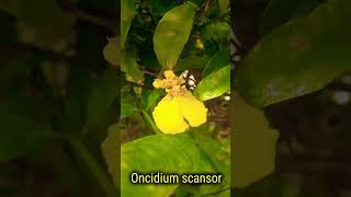 Oncidium scansor orquibor orquideas orchids orquideas brassia Oncidium [upl. by Llenoj]