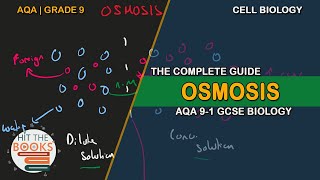 Osmosis  GCSE Biology AQA [upl. by Crisey753]