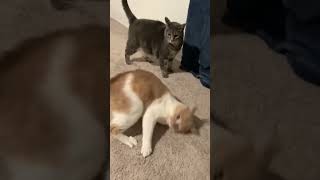 cat catfunny cats catvideos pets [upl. by Pollyanna269]