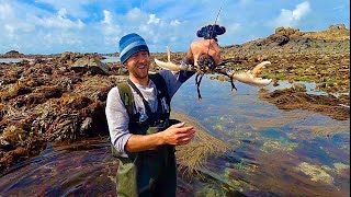 Massive Lobsters on Extremely low Tide  Amazing Foraging Adventure  Catch and Cook [upl. by Aninnaig]