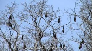 Colony of bats hanging off trees [upl. by Pitchford824]