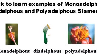 Example of Monoadelphous  Diadelphous and polyadelphous stamens from NCERT [upl. by Arateehc]