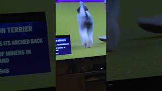 Bedlington Terrier with interesting look dogshow2024 [upl. by Suravaj]