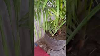 Areca palm care tips shortsmonsoon care of areca palm [upl. by Ilak]