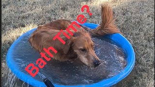 Dogs Playing in Backyard Golden Retriever and Rescue Dog dog goldenretriever pets puppy [upl. by Lilithe777]