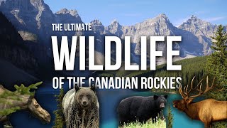 The Ultimate Canadian Wildlife Documentary Grizzly Bears Moose Elk and More in the the Rockies [upl. by Morry]