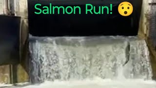 Salmon Run 😳 Heading Upstream salmonrun nature fishing livestream [upl. by Malet616]