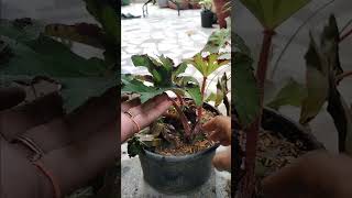 Repotting beefsteak begonia begonia repotting cuttinglgae beefsteakbegonia [upl. by Eilegna]