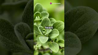 quot12 Benefits of Oregano You Should Knowquot [upl. by Cralg]