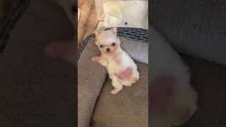 Teacup chihuahua puppy chillin [upl. by Trebron]