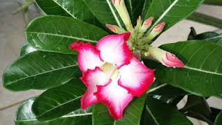 Cómo polinizar tu primera adenium rosa del desierto [upl. by Ecinev]