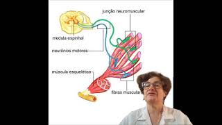 resposta questão tetraplegia flácida [upl. by Ahsinna685]