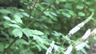 Plant portrait  Black cohosh Actaea racemosa [upl. by Palumbo]