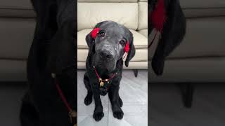 Dog Dating Chief Chapter Black Labrador Cute Pet Debut Plan Cute Pet Supernova Plan Cute Pet Reco [upl. by Frear]