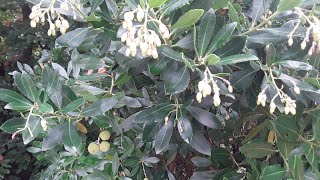 Strawberry tree Arbutus Unedo a beautiful ornamental with edible fruit [upl. by Oidgime]