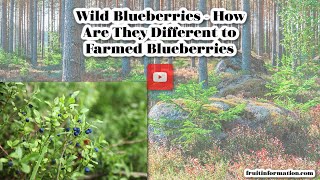 Wild Blueberries bilberry vs Regular  How Are They Different [upl. by Nedearb]