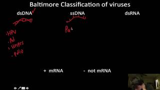 Viruses Baltimore classification [upl. by Ailla679]