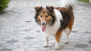 The Joys of Owning a Shetland Sheepdog [upl. by Ludewig794]