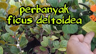 cara mudah memperbanyak ficus deltoidea atau tabat barito [upl. by Saree191]