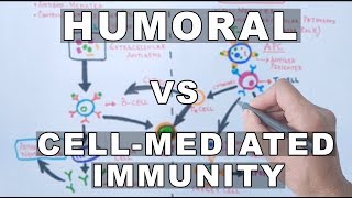 Humoral and Cell Mediated Immunity [upl. by Asen]