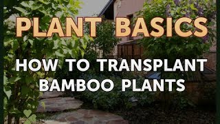 How to Transplant Bamboo Plants [upl. by Trilley249]