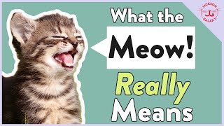 Cats Meowing Why They Meow amp What it REALLY Means [upl. by Engel]