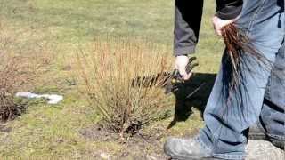 Salix purpurea pruning [upl. by Ahsekim]