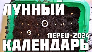 Лунный календарь на посев перца сладкого в 2024 году Лучшие даты для большого урожая [upl. by Aubree]