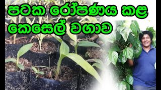 පටක රෝපණය කළ කෙසෙල් වගාව  අපේ වත්ත Ape Waththa [upl. by Stephenie]