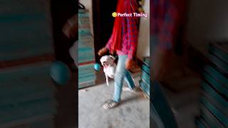 😱😳Boxer Dog Shows Off Amazing Reflexes shorts newsong song [upl. by Nivrek]