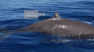 Extreme diving in mammals a Cuviers beaked whale dived for 3hrs 47mins [upl. by Atinaujnas]