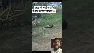 Sher ko mila sawa Sher viralvideo gwaliorvlogs tiger fighting tigerfight dog dog fight [upl. by Assed]