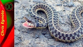 All About Eastern Garter Snakes with a secret [upl. by Dlorej]