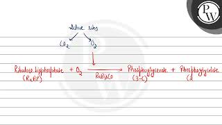 The oxygenation activity of RuBisCO enzyme in photorespiration leads to the formation of [upl. by Meensat]