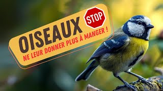 🛑 STOP  Arrêtez maintenant de donner à manger aux oiseaux dans votre jardin 😱 [upl. by Esenwahs]