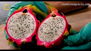 La pitaya un nuevo cultivo en Andalucía [upl. by Mallorie]