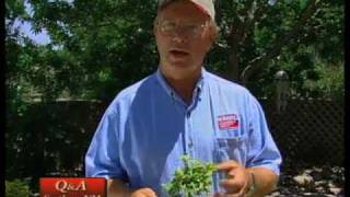 How To Identify Problems With Plants amp Shrubs  Euonymus etc [upl. by Aradnahc]