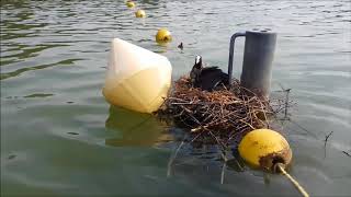 Wasservögel bauen Nest genau auf Trennseil zum Nichtschwimmerbereich in Badebucht [upl. by Ed688]