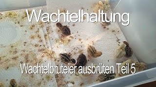 Wachtelbruteier ausbrüten Teil 5 [upl. by Anire]