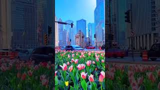 Embracing the bloom in Chicago🌷 The Spring has sprung ChicagoSpring WindyCityBlossoms CityLife [upl. by Marx]