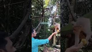 They should be fed by people like us Macaca Macaque Monkey feeder Bandar Monkey eating peanuts [upl. by Olmsted764]