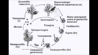 Ciclo vital de Rhodophyta [upl. by Delamare]