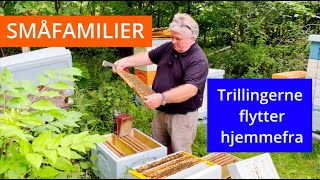 Biavl Småfamilier  Trillingerne flytter hjemmefra [upl. by Fe796]