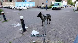 oberverend leren honden gedrag [upl. by Sweyn]