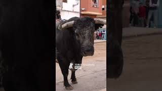 FIESTAS PATRONALES DE LA VALL DUIXÓ [upl. by Chelsy116]